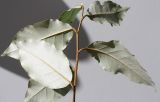 Elaeagnus pungens. Верхушка побега (видна обратная сторона листьев). Германия, г. Кемпен, в культуре. 25.05.2012.