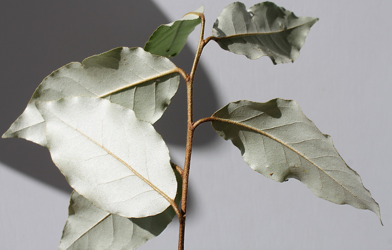 Image of Elaeagnus pungens specimen.