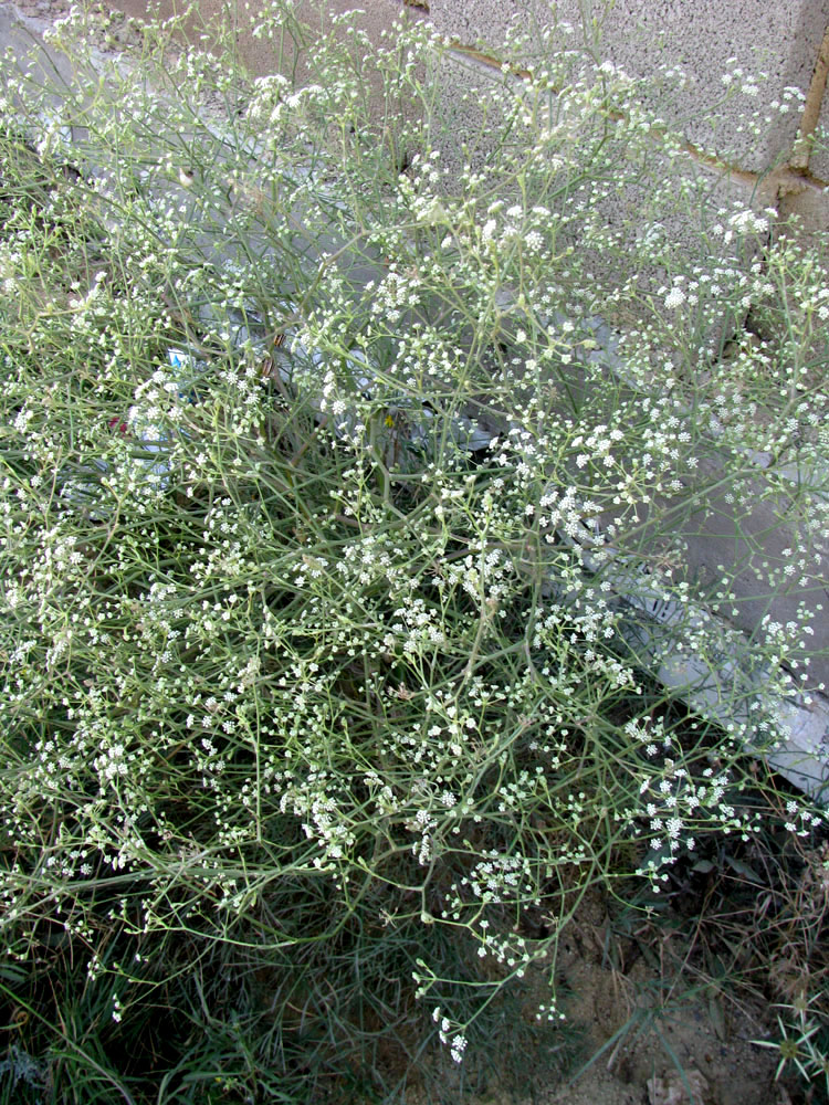 Image of Seseli arenarium specimen.