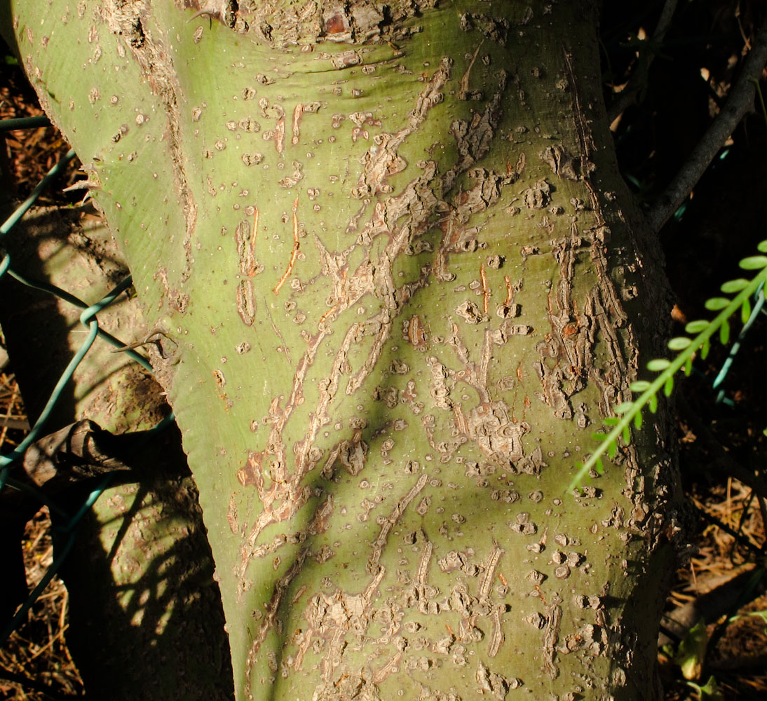 Image of Parkinsonia aculeata specimen.