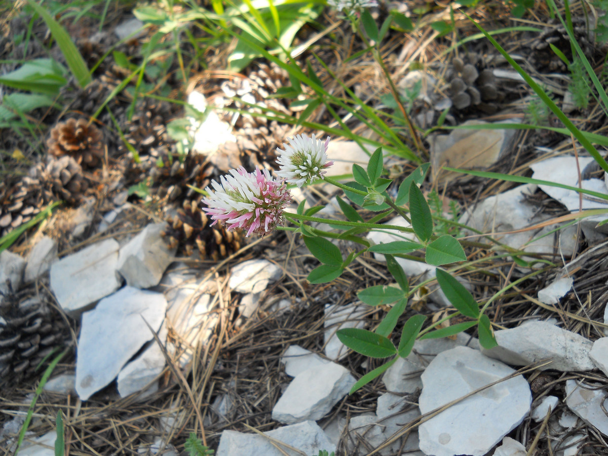 Image of Trifolium ambiguum specimen.