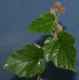 Image of taxon representative. Author is Валерий Куделя
