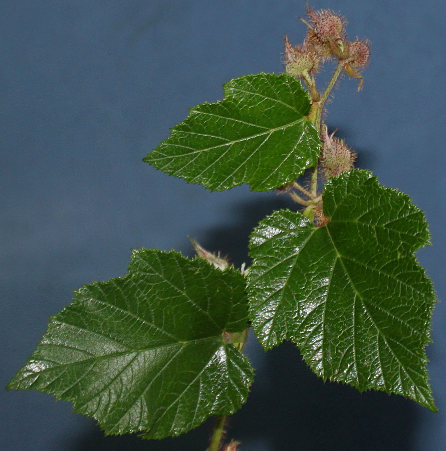 Image of Rubus tricolor specimen.