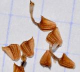 Image of taxon representative. Author is Татьяна Мальчинская