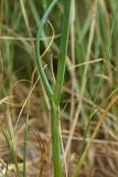 Allium sphaerocephalon. Часть побега. Испания, Бискайя, Лага (Laga), сухой луг на песке в тыловой части дюны. 07.06.2012.