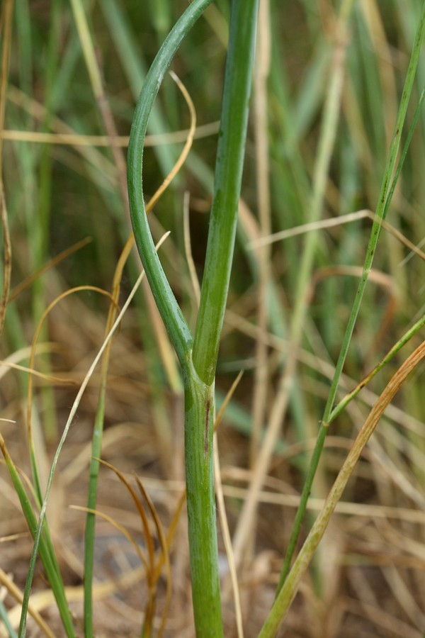 Image of Allium sphaerocephalon specimen.