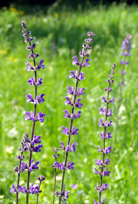 Изображение особи Salvia stepposa.