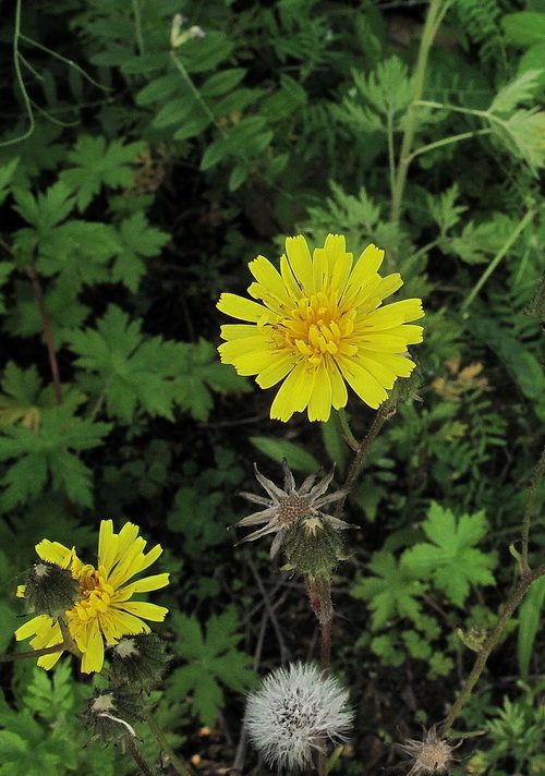 Изображение особи Crepis tectorum.