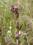 Gentianella acuta