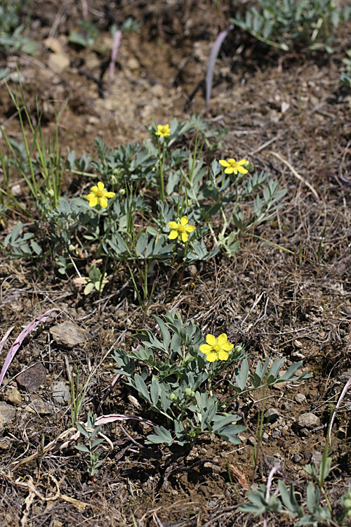 Изображение особи Potentilla orientalis.