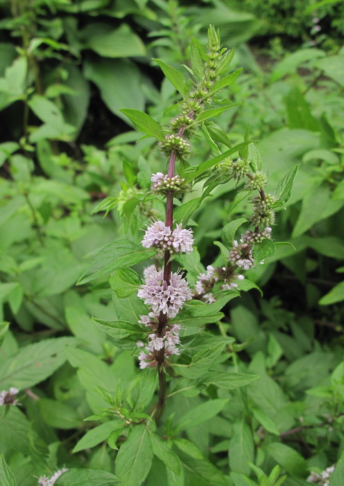 Image of Mentha &times; gracilis specimen.