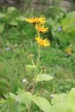 Inula helenium