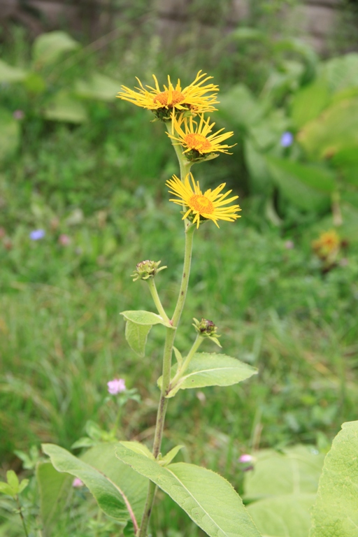 Изображение особи Inula helenium.