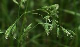 Poa angustifolia. Часть соцветия. Ростов-на-Дону, левый берег р. Дон. 15.05.2012.