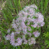 Thalictrum aquilegiifolium