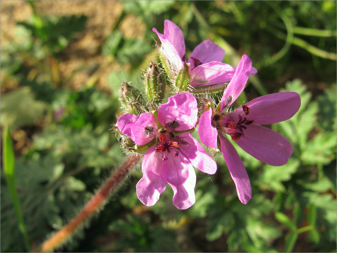 Изображение особи Erodium cicutarium.