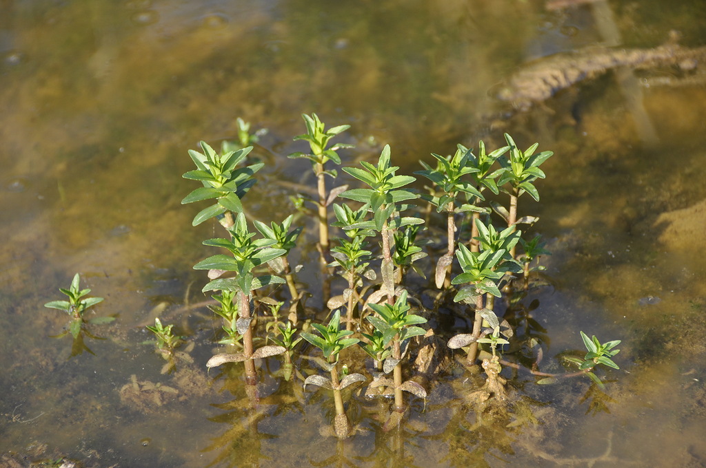 Изображение особи Gratiola officinalis.