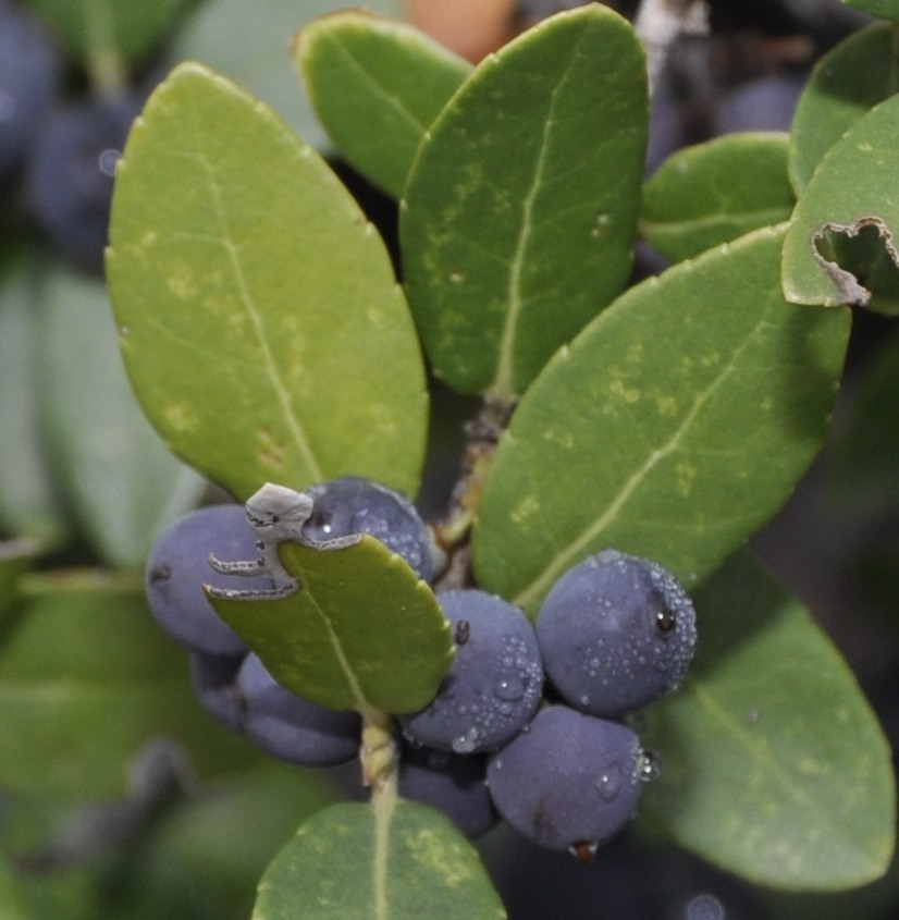 Image of Phillyrea latifolia specimen.