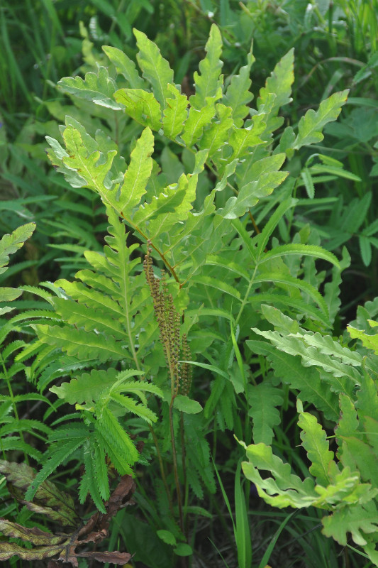 Image of Onoclea sensibilis specimen.