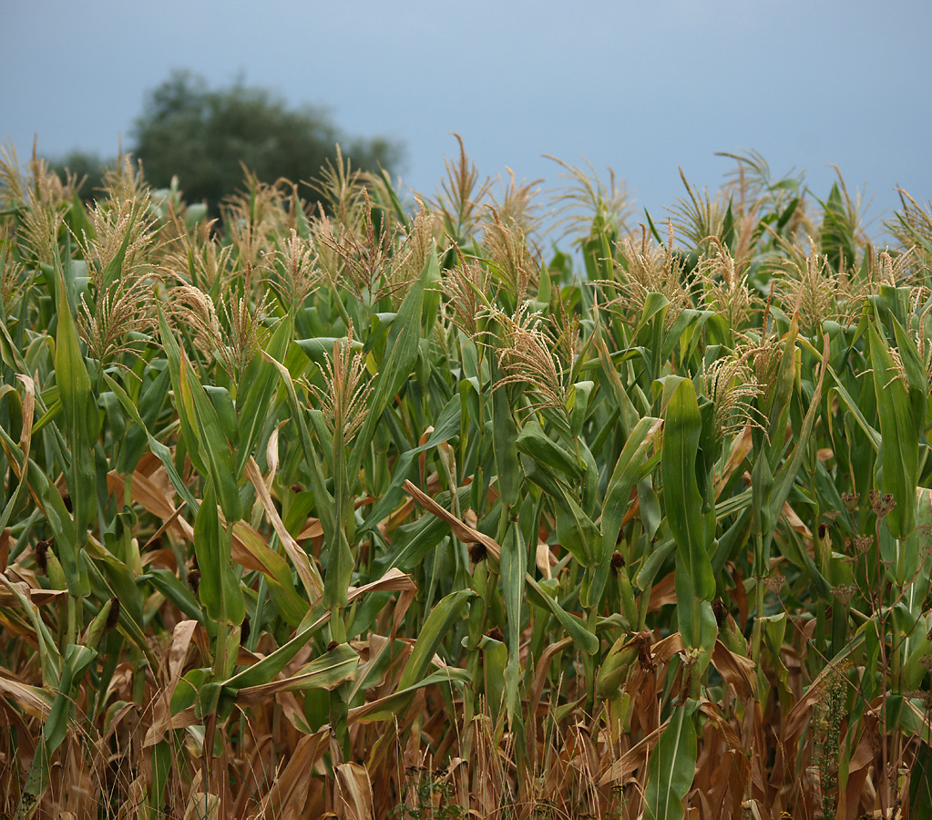 Image of Zea mays specimen.