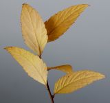 Spiraea japonica. Верхушка побега с листьями в осенней окраске (видна обратная сторона листьев). Германия, г. Кемпен, в парке. 11.11.2012.