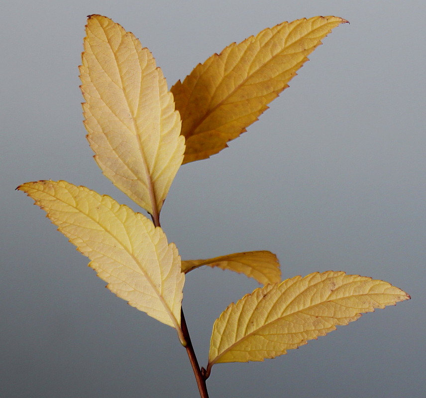 Image of Spiraea japonica specimen.