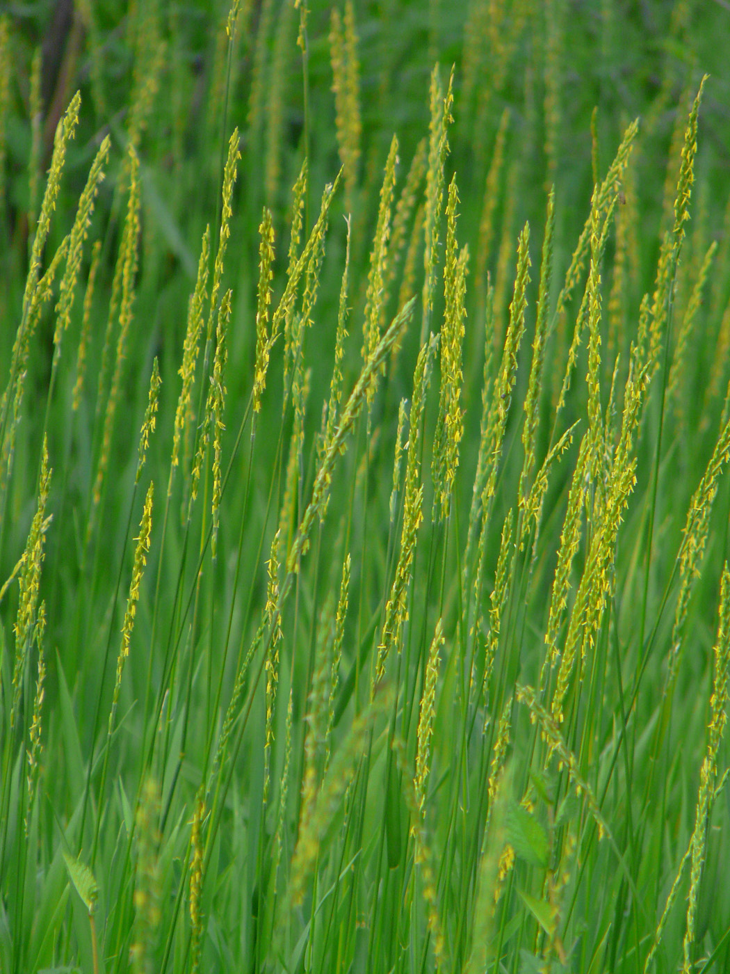 Изображение особи Elytrigia repens.