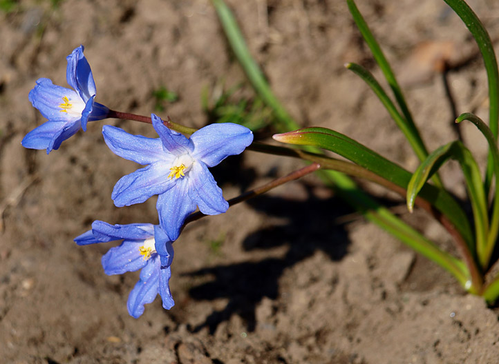 Image of Chionodoxa luciliae specimen.