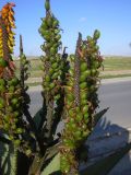 genus Aloe