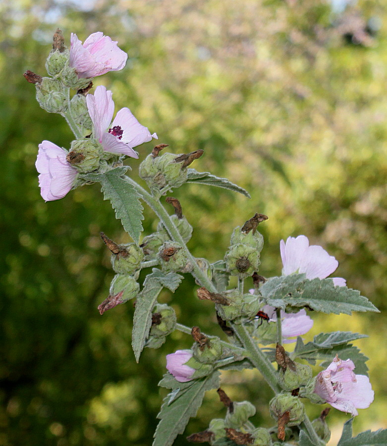 Изображение особи Althaea officinalis.