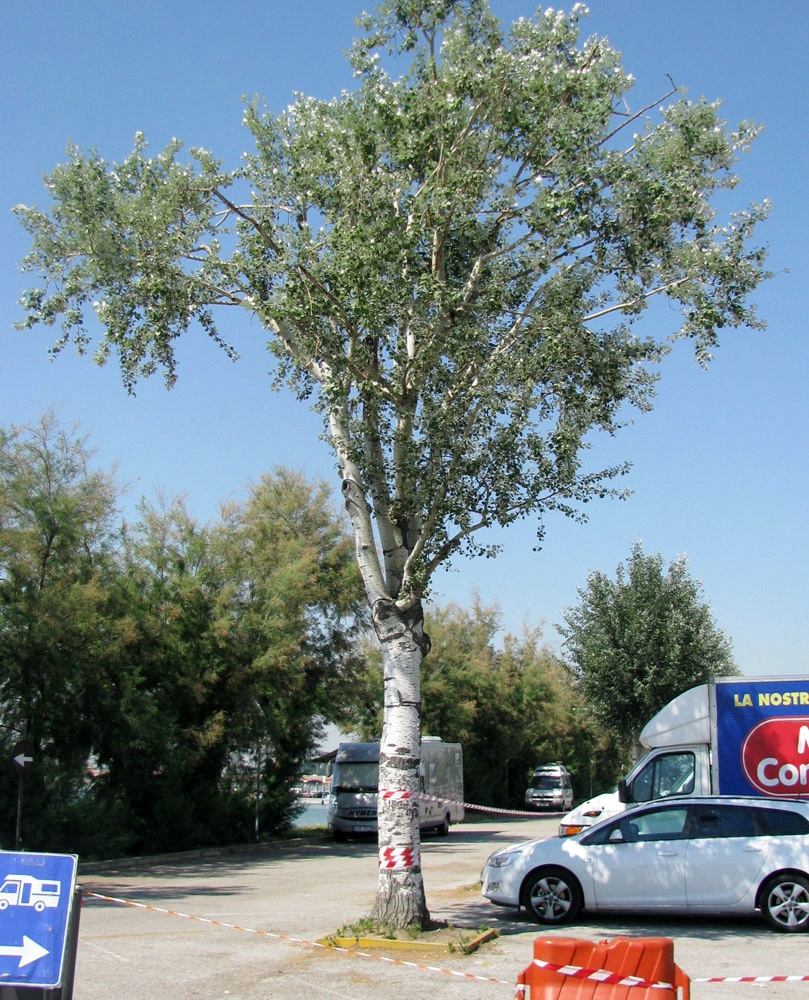 Image of Populus alba specimen.