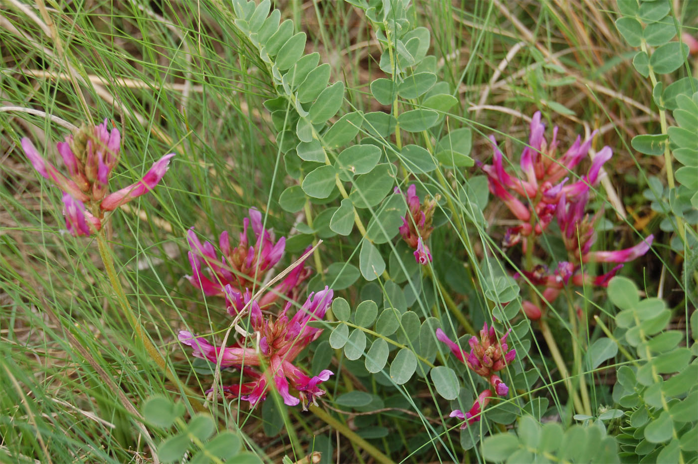 Изображение особи Astragalus monspessulanus.