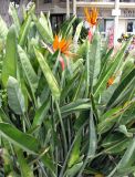 Strelitzia reginae