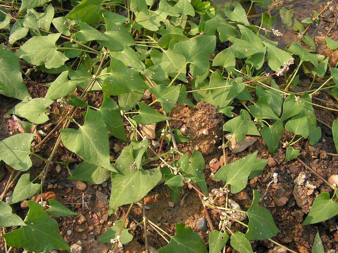 Изображение особи Fallopia convolvulus.