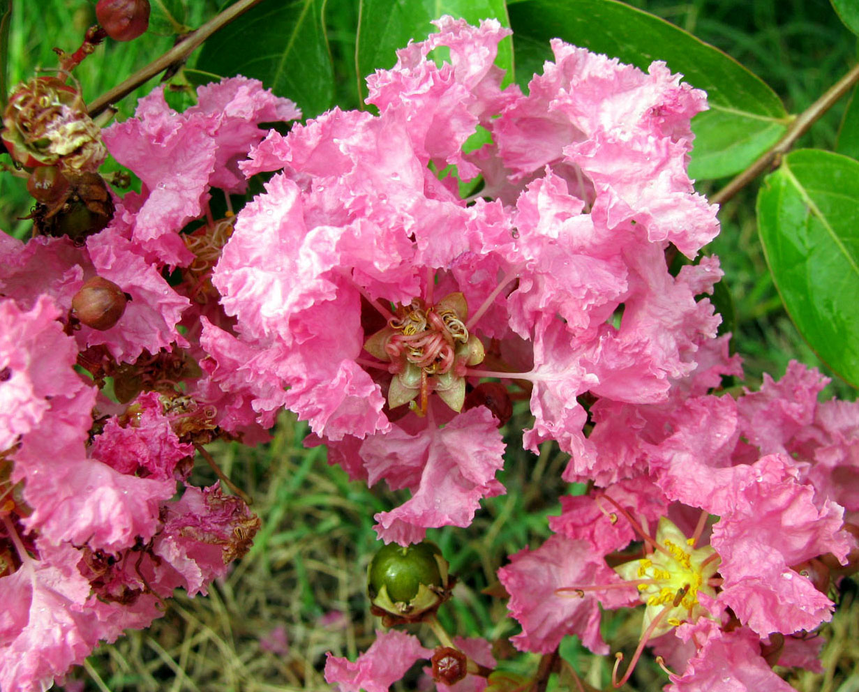Image of Lagerstroemia indica specimen.