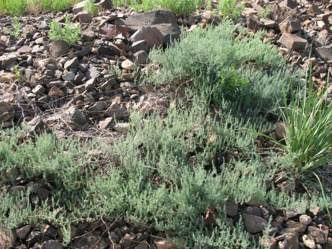 Image of Asparagus brachyphyllus specimen.