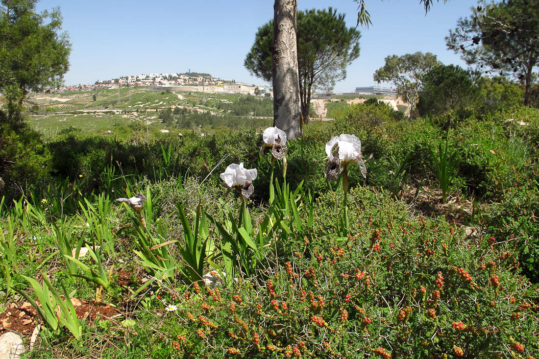 Image of Iris bismarckiana specimen.