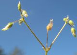 Cerastium semidecandrum. Плоды. Псковская обл., Себежский р-н, окр. дер. Красиково, опушка сосняка. 14.05.2012.