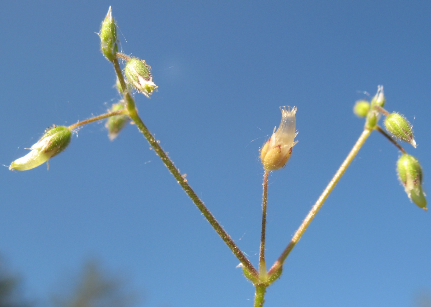 Изображение особи Cerastium semidecandrum.