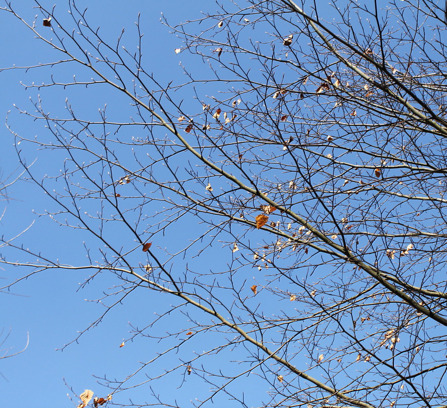 Image of Fagus sylvatica specimen.