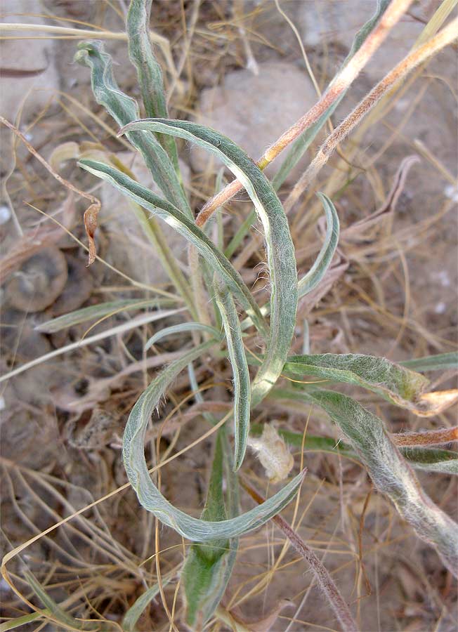 Image of Plantago cylindrica specimen.