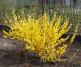 Forsythia &times; intermedia