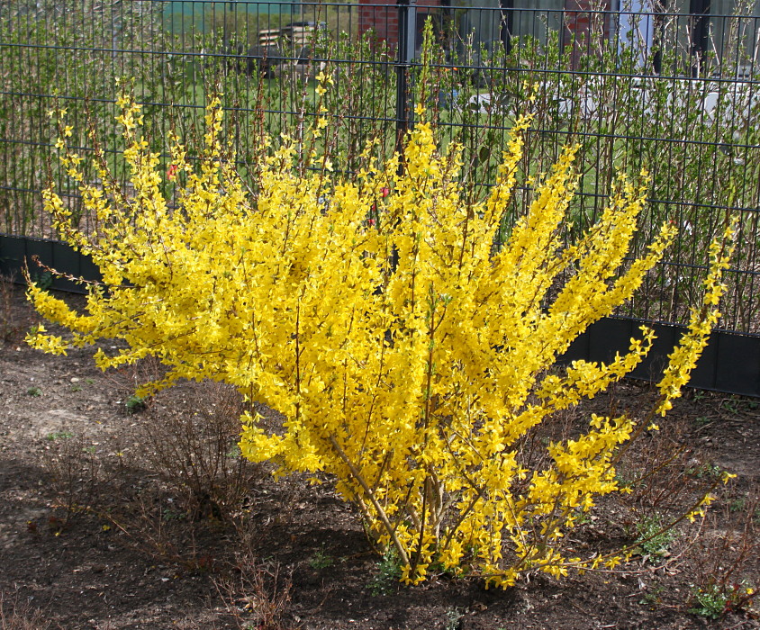 Изображение особи Forsythia &times; intermedia.