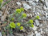 Euphorbia glareosa. Цветущее растение на щебнистом склоне. Крым, Ялта, Таракташская тропа. 29.05.2009.