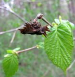 Corylus avellana. Обёртка прошлогоднего ореха. Ставропольский край, г. Кисловодск, Курортный парк верхний. 08.04.2013.