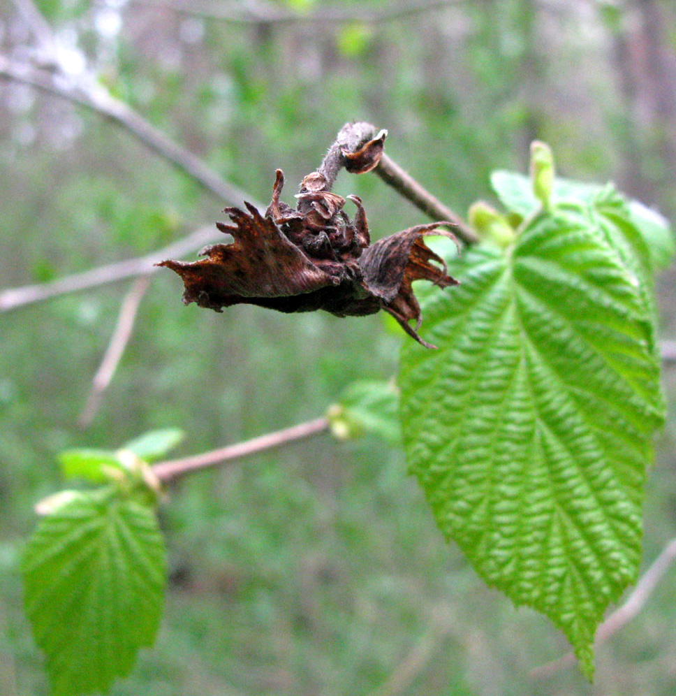 Image of Corylus avellana specimen.