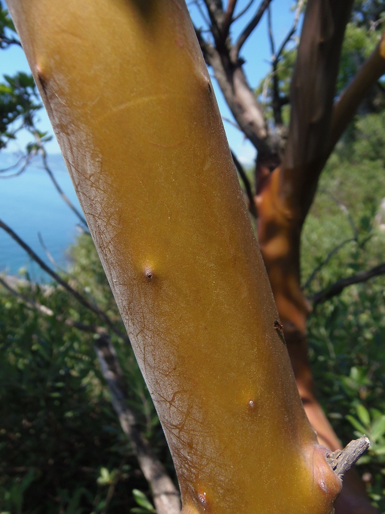 Изображение особи Arbutus andrachne.