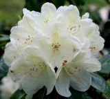 Rhododendron wardii