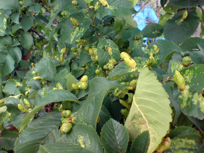 Изображение особи Ulmus glabra.