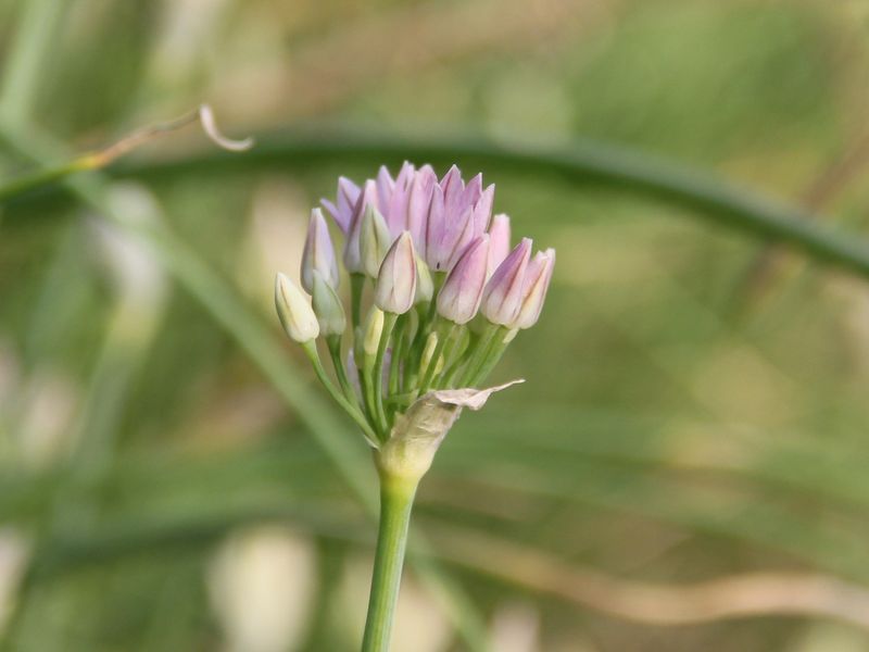 Изображение особи Allium svetlanae.